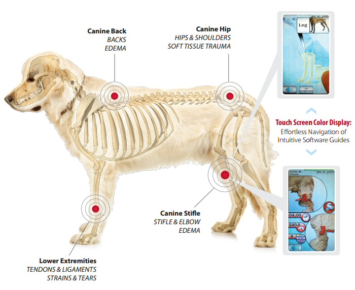 dog_700x573.jpg